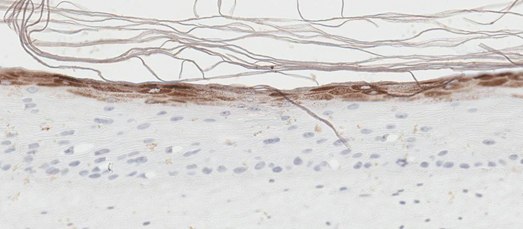 Organotypic skin models (brown) Organotypic skin models contain actively proliferating keratinocytes. (C)