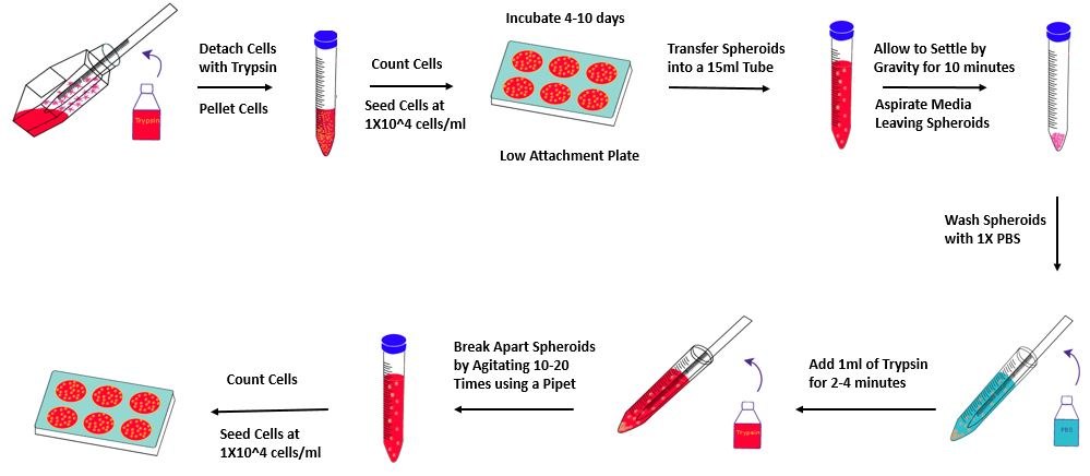 Overview of the Tumorsphere Formation Protocol to generate 3D cancer stem cell spheroids Overview of the Tumorsphere Formation Protocol to generate 3D cancer stem cell spheroids