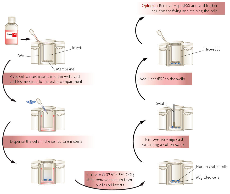Workflow of endothelial cell transmigration and invasion assays. Workflow of endothelial cell transmigration and invasion assays.