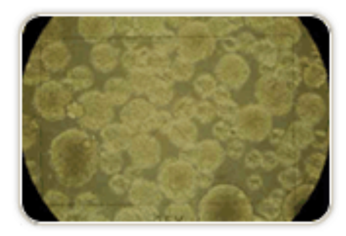 Living-murine-embryonic-stem-cell Neuron differentiation of embryonic stem cells in Millicell®-24 1 um PET filter plates.