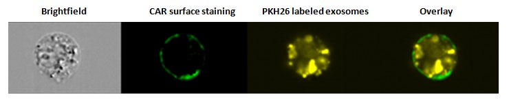 Internalization of exosomes Internalization of exosomes