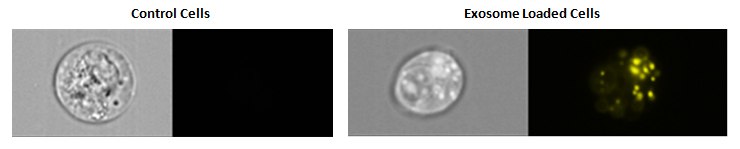 Cellular uptake of exosomes Cellular uptake of exosomes
