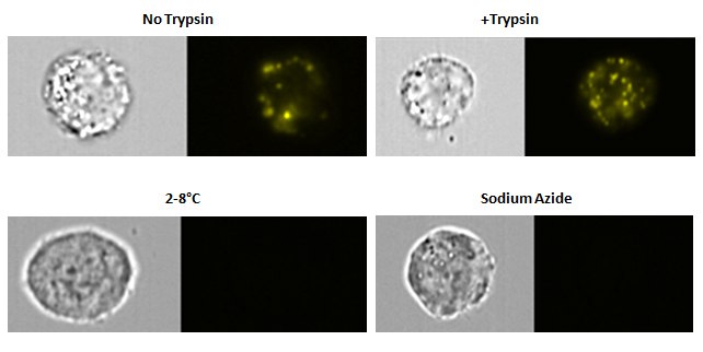 Exosome uptake specificity Exosome uptake specificity