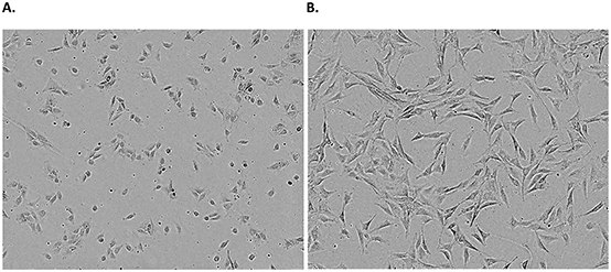 Microsoft Word - Protocol 3_Subculture of Adherent Cell Lines_edits Adherent cell line