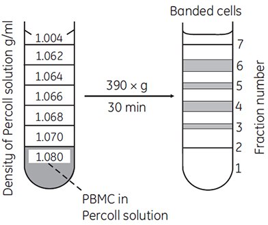 Separation of lymphocytes and monocytes by discontinuous density centrifugation in Percoll Separation of lymphocytes and monocytes by discontinuous density centrifugation in Percoll