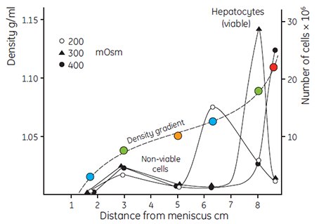 Fractionation of rat liver hepatocytes cells Fractionation of rat liver hepatocytes cells