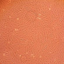 Rat Dermal Fibroblasts (RDF) Rat Dermal Fibroblasts (RDF)