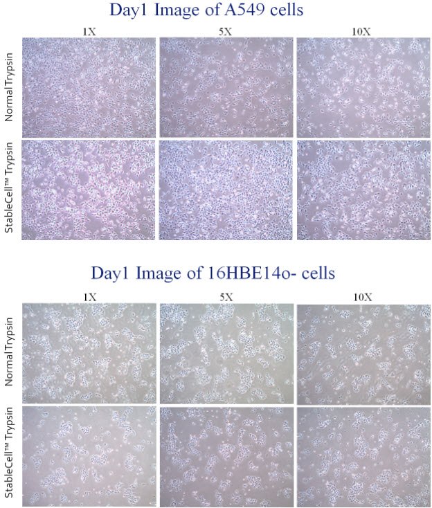 StableCell™ Trypsin vs Normal Trypsin StableCell™ Trypsin vs Normal Trypsin