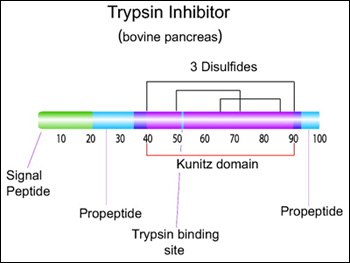 Trypsin inhibitor (bovine pancreas) Trypsin inhibitor (bovine pancreas)
