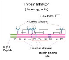 Trypsin inhibitor (chicken egg white) Trypsin inhibitor (chicken egg white)