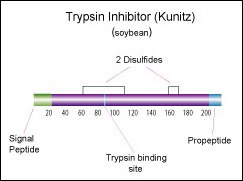 Trypsin inhibitor (Kunitz) (soybean) Trypsin inhibitor (Kunitz) (soybean)