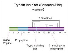 Trypsin inhibitor (Bowman-Birk) (soybean) Trypsin inhibitor (Bowman-Birk) (soybean)