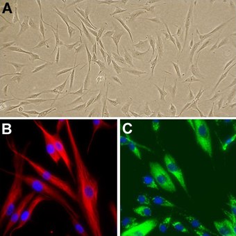 106-05a-cells 106-05a-cells