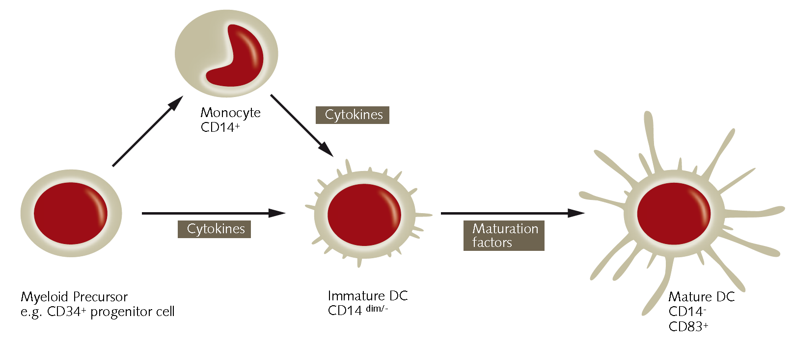dendritic-cells Dendritic cells