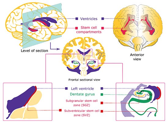 Regions of neurogenesis in the mammalian brain. Regions of neurogenesis in the mammalian brain.