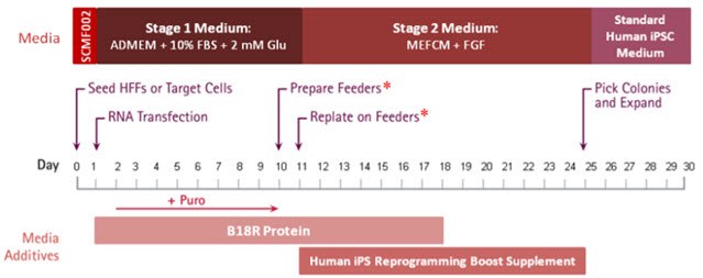 Simplicon RNA Human HFF Reprogramming Timeline Simplicon RNA Human HFF Reprogramming Timeline