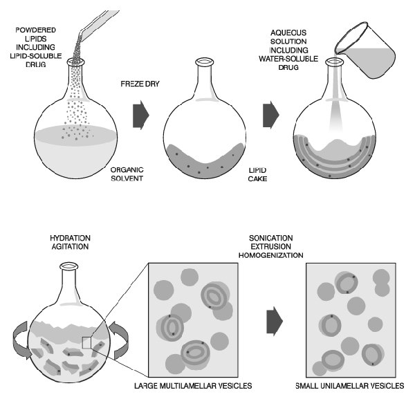 Preparation of Liposomes Preparation of Liposomes