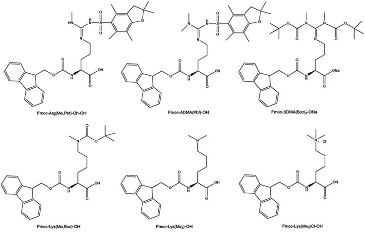 Post-translational methylation of arginine and lysine residues Post-translational methylation of arginine and lysine residues