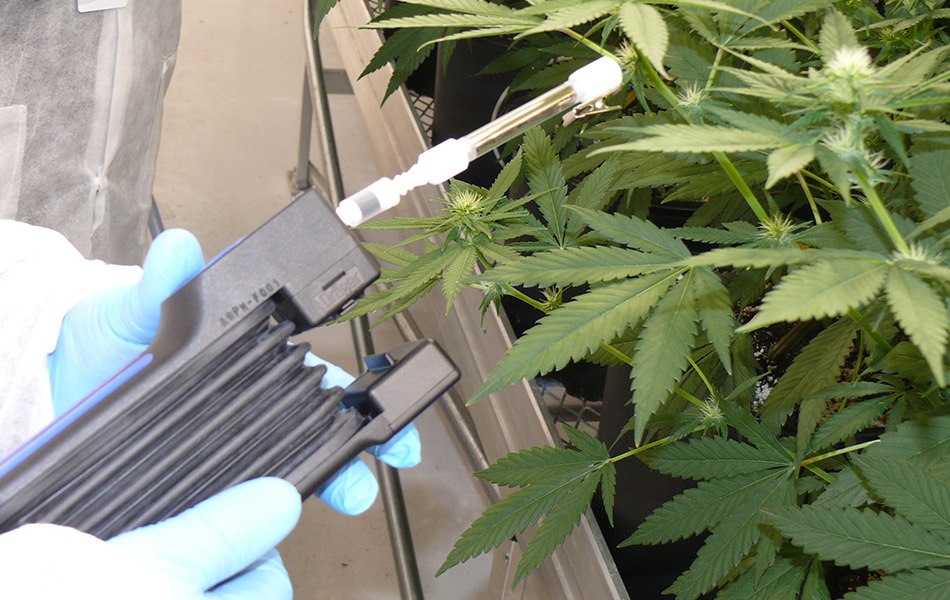Indoor profile measurement of cannabis terpenes (flowering plant) from cannabis greenhouse growing operations using our glass Carbotrap<sup>®</sup> T420 TD tubes and detector tube pump A gloved hand holds a black detector tube pump with a glass Carbotrap® T420 TD tube attached, positioned near a flowering cannabis plant in a greenhouse. Green cannabis leaves are visible in the background.