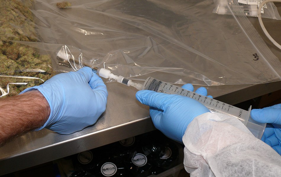 Indoor profile measurement of cannabis terpenes using headspace on dried plant materials from cannabis greenhouse growing operations using our stainless Carbotrap<sup>®</sup> T420 TD tubes and large syringe to pull the sample into our Carbotrap<sup>®</sup> T420 TD tube. Two gloved hands operate a large syringe to pull a sample from a sealed bag of dried cannabis plant materials into a stainless Carbotrap® T420 TD tube, set on a stainless steel surface. The background shows dried cannabis buds and other equipment.