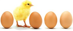 stk7245brd Chicks and Eggs