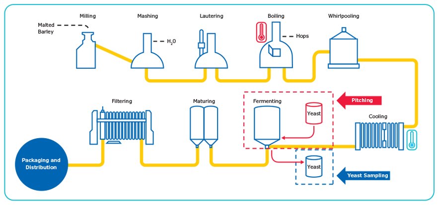 The Brewing Process. The Brewing Process.