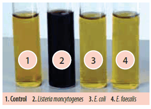 Fraser Broth Fraser Broth