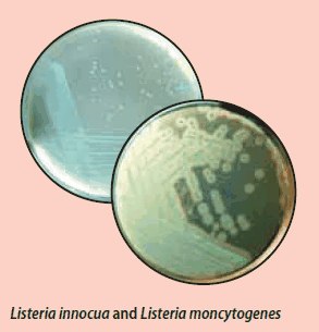 Listeria mono Differential Agar Listeria mono Differential Agar