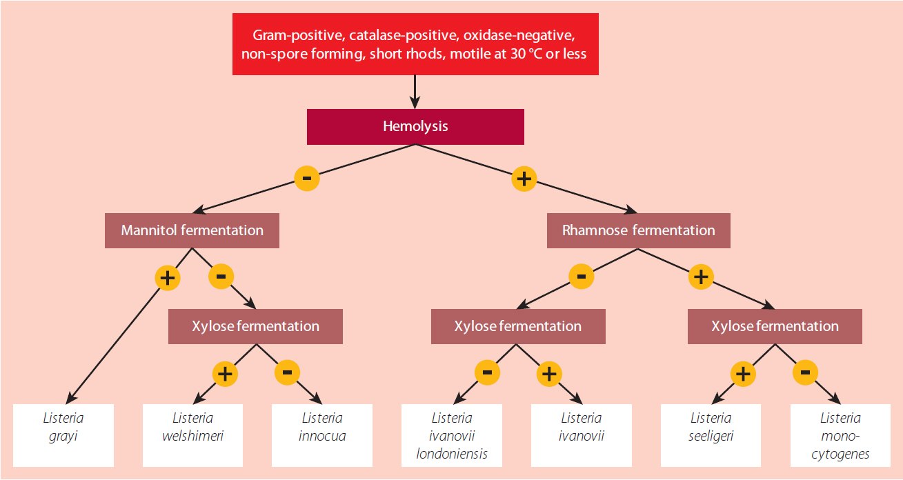 Schematic of biochemical identification for Listeria spp Schematic of biochemical identification for Listeria spp