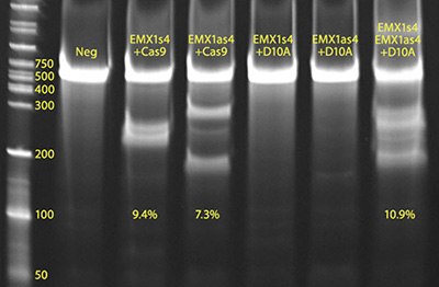 crispr-cas-4 CEL I image of CRISPR01 positive control (lane labeled EMX1s4+Cas9) and CRISPR02 positive control (lane labeled EMX1s4, EMX1as4+D10A)