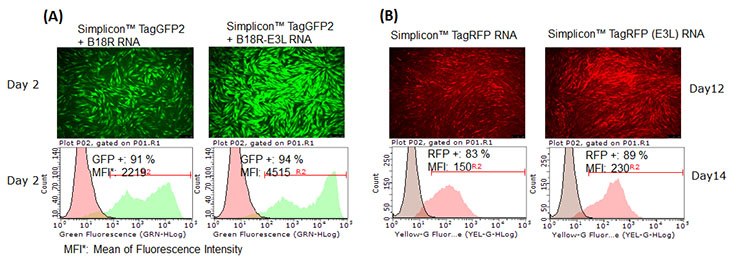 Simplicon™ RNA Transfection and Electroporation Protocols (A) E3L increased SimpliconTM RNA expression levels.  BJ human foreskin fibroblasts were co-transfected with SimpliconTM TagGFP2 and B18R RNA or B18R-E3L RNA. (B) E3L worked for continuous expression of SimpliconTM RNA. SimpliconTM TagRFP or TagRFP Simplicon (E3L) was co-transfected with B18R-E3L RNA and cultured with medium containing B18R protein and puromycin for 14 days.  RFP expressing cells were imaged on Day 12, and analyzed by FACS on Day 14. (C) SimpliconTM RNA can be transfected into a wide variety of cell types. Simplicon™ TagGFP2 RNA and B18R-RNA were co-transfected with Human iPSCs, LX2 human hepatic stellate cell line (MilliporeSigma SCC064), human mesenchymal stem cells (MSCs, MilliporeSigma SCC034) by MessengerMAX™ transfection reagent. For human primary T cells (PBMCs stimulated with CD3/CD28), electroporation method was used.