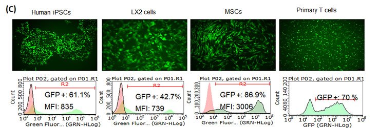 Simplicon™ RNA Transfection and Electroporation Protocols (A) E3L increased Simplicon™ RNA expression levels.  BJ human foreskin fibroblasts were co-transfected with SimpliconTM TagGFP2 and B18R RNA or B18R-E3L RNA. (B) E3L worked for continuous expression of SimpliconTM RNA. SimpliconTM TagRFP or TagRFP Simplicon (E3L) was co-transfected with B18R-E3L RNA and cultured with medium containing B18R protein and puromycin for 14 days.  RFP expressing cells were imaged on Day 12, and analyzed by FACS on Day 14. (C) SimpliconTM RNA can be transfected into a wide variety of cell types. Simplicon™ TagGFP2 RNA and B18R-RNA were co-transfected with Human iPSCs, LX2 human hepatic stellate cell line (MilliporeSigma SCC064), human mesenchymal stem cells (MSCs, MilliporeSigma SCC034) by MessengerMAX™ transfection reagent. For human primary T cells (PBMCs stimulated with CD3/CD28), electroporation method was used.