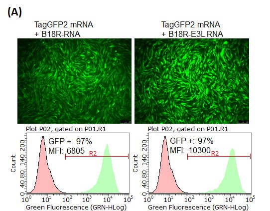 Simplicon™ RNA Transfection and Electroporation Protocols B18R-E3L or B18R RNA for mRNA transfection. (A) BJ human foreskin fibroblasts were co-transfected with TagGFP2 mRNA and B18R RNA or B18R-E3L RNA.  (B) B18R or B18R-E3L RNA co-transfection enables repeated transfection of mRNA. BJ cells were transfected with TagGFP2 mRNA Plus/Minus B18R RNA or B18R-E3L RNA at 1st transfection (upper panel, 1st transfection). Next day, TagRFP mRNA was transfected into the same cells, and imaged for RFP expression one day after the transfection (bottom panel, 2nd transfection). The mRNAs for TagGFP2 and TagRFP were synthesized without modified nucleotides.