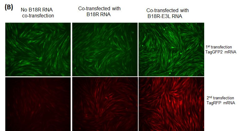 Simplicon™ RNA Transfection and Electroporation Protocols B18R-E3L or B18R RNA for mRNA transfection. (A) BJ human foreskin fibroblasts were co-transfected with TagGFP2 mRNA and B18R RNA or B18R-E3L RNA.  (B) B18R or B18R-E3L RNA co-transfection enables repeated transfection of mRNA. BJ cells were transfected with TagGFP2 mRNA Plus/Minus B18R RNA or B18R-E3L RNA at 1st transfection (upper panel, 1st transfection). Next day, TagRFP mRNA was transfected into the same cells, and imaged for RFP expression one day after the transfection (bottom panel, 2nd transfection). The mRNAs for TagGFP2 and TagRFP were synthesized without modified nucleotides.