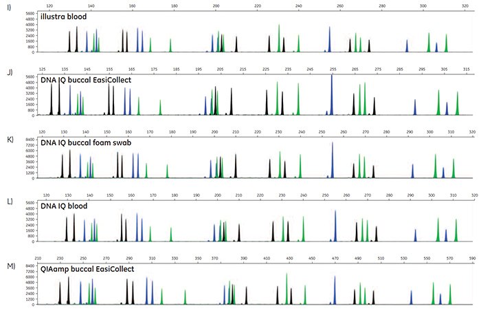 A-O. STR profiles of DNA extracted from FTA cards containing blood or buccal samples A-O. STR profiles of DNA extracted from FTA cards containing blood or buccal samples