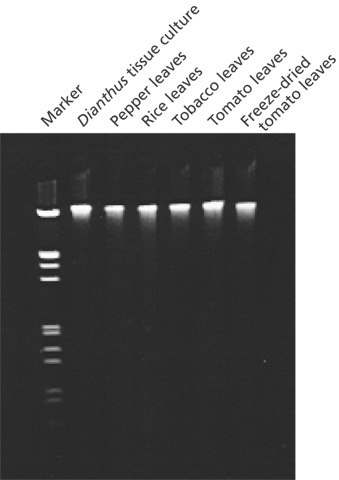 Genomic DNA from various plant species Genomic DNA from various plant species