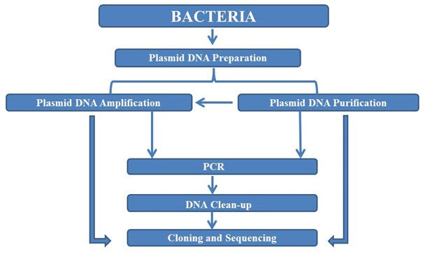Workflow for nucleic acid preparation and purification from plasmids Workflow for nucleic acid preparation and purification from plasmids