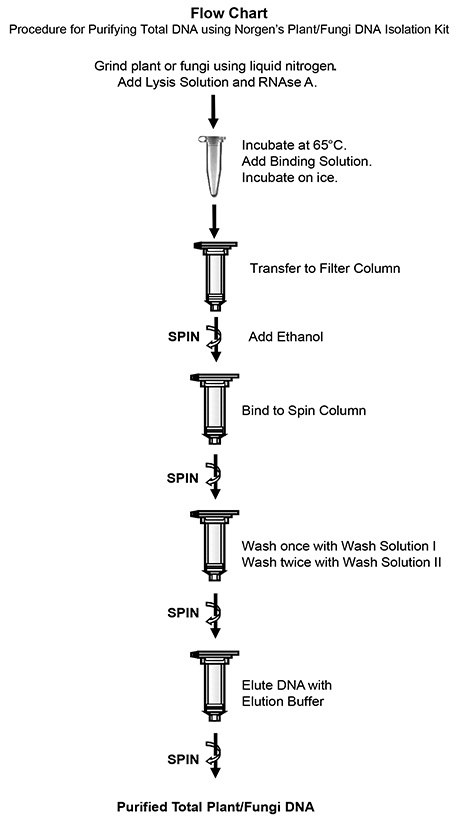 Plant/Fungi Total RNA Purification Kit Procedure for purifying Total DNA using Norgen's Plant/Fungi DNA Isolation Kit