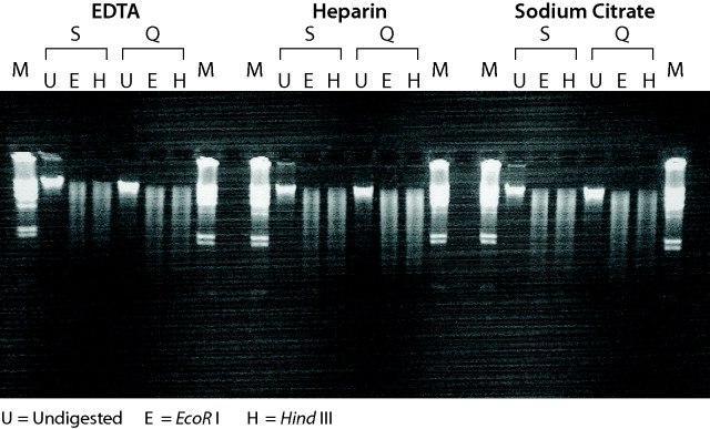 Genomic DNA purified by GenElute™ Blood Genomic DNA kits is suitable for restriction enzyme digestions Genomic DNA purified by GenElute™ Blood Genomic DNA kits is suitable for restriction enzyme digestions.