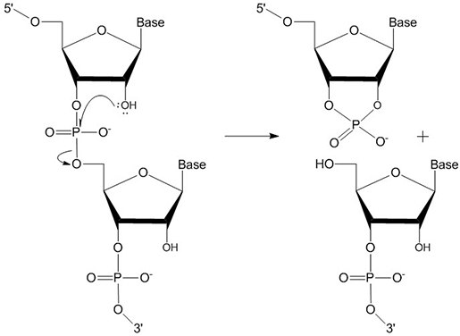 RNA autocatalysis RNA autocatalysis