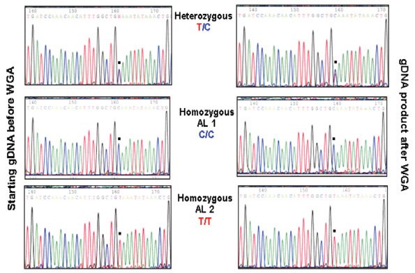 Performance of DNA Amplified with GenomePlex® WGA Identical to Non-Amplified DNA Performance of DNA Amplified with GenomePlex® WGA Identical to Non-Amplified DNA