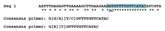 Sequence showing alignment consensus Sequence showing alignment consensus
