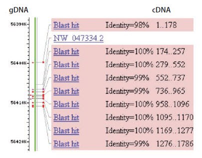 BLAST alignment of cDNA sequence with genomic DNA sequence BLAST alignment of cDNA sequence with genomic DNA sequence