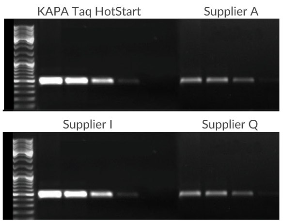 A 500 bp fragment of the CCR5 gene was amplified using 100 ng, 10 ng, 1 ng, or 100 pg of human genomic DNA as template. KAPA Taq HotStart exhibits improved sensitivity, specificity, and yield when compared with competitive HotStart products. All reactions were performed using the manufacturer recommended protocols. A 500 bp fragment of the CCR5 gene was amplified using 100 ng, 10 ng, 1 ng, or 100 pg of human genomic DNA as template.