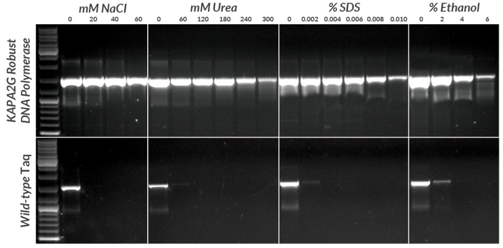 Amplification of a 1.5 kb fragment from 1 pg plasmid DNA in the presence of four common PCR inhibitors using the KAPA2G Robust HotStart PCR Kit and wild-type hot start Taq polymerase. All reactions contained 0.5 units of enzyme per 25 μL reaction. KAPA2G Robust HotStart Buffer B was used throughout, with the addition of KAPAEnhancer 1 for reactions containing SDS. Cycling was performed with an Eppendorf Mastercycler epgradient S, using a standard 3-step cycling profile (35 cycles) with an annealing temperature of 64ºC and 1.5 min extension time per cycle for all enzymes. Amplification of a 1.5 kb fragment from 1 pg plasmid DNA in the presence of four common PCR inhibitors using the KAPA2G Robust HotStart PCR Kit and wild-type hot start Taq polymerase.