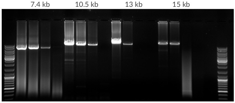 Amplification of template dilution of human genomic DNA starting with 50 ng, 10 ng, 2 ng, 400 pg per 25 μL. Amplicons were 7.5 kb, 10.5 kb, 13 kb, and 15 kb in lengths. 35 cycles, 68ºC extension temperature. Amplification of template dilution of human genomic DNA starting with 50 ng, 10 ng, 2 ng, 400 pg per 25 μL. Amplicons were 7.5 kb, 10.5 kb, 13 kb, and 15 kb in lengths. 35 cycles, 68ºC extension temperature.