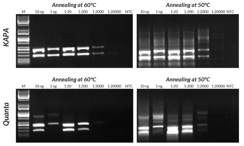 Compared to the Quanta Mouse Genotyping Kit, KAPA Mouse Genotyping Kits exhibit better sensitivity, yield, and specificity in multiplex PCR. Reactions were performed with annealing at either 50°C or 60°C to demonstrate the effect of using sub-optimal annealing temperatures in genotyping assays. Compared to the Quanta Mouse Genotyping Kit, KAPA Mouse Genotyping Kits exhibit better sensitivity, yield, and specificity in multiplex PCR. Reactions were performed with annealing at either 50°C or 60°C to demonstrate the effect of using sub-optimal annealing temperatures in genotyping assays.