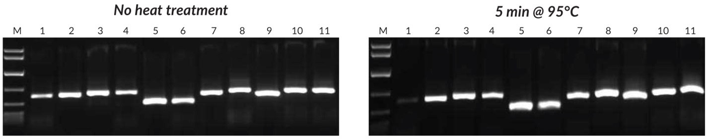 Crude sample PCR with the Tab c/d primer pair was performed on leaves and/or seeds from 8 plants, with 1 μL of crude extract prepared without heat treatment (left) or 1 μL of crude extract prepared with heat treatment (right). Reactions were set up as described in the KAPA3G Plant PCR Kit TDS, and 45 cycles of PCR performed with annealing at 55°C, and 20 sec extension at 72°C per cycle. KAPA Express DNA Ladder (100, 200, 400, 800, 1600, 4000, 8000 bp) was used as a MW marker. 1: Eucalyptus; 2: Grapevine; 3: Wheat leaf; 4: Wheat seed; 5: Canola leaf; 6: Canola seed; 7: Rice seed; 8: Barley seed; 9: Corn kernel; 10: Cotton seed; 11: Cotton leaf. Crude sample PCR with the Tab c/d primer pair was performed on leaves and/or seeds from 8 plants, with 1 μL of crude extract prepared without heat treatment (left) or 1 μL of crude extract prepared with heat treatment (right).