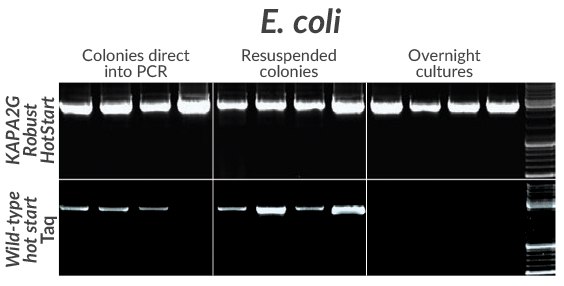 Amplification of a cloned 2.7 kb insert from four commonly used E. coli strains (DH5a, DH10B, JM109, or BL21) using KAPA2G Robust HotStart (top) or wildtype Taq (bottom). Colonies (grown on LB-agar + Amp plates) were either resuspended directly in individual PCR reactions (left) or first resuspended in PCR grade water and then added to PCR reaction mixes (middle). For overnight cultures (prepared in LB + Amp), 1 μ L was added directly to the PCR mix (right). Amplification of a cloned 2.7 kb insert from four commonly used E. coli strains (DH5a, DH10B, JM109, or BL21) using KAPA2G Robust HotStart (top) or wildtype Taq (bottom).