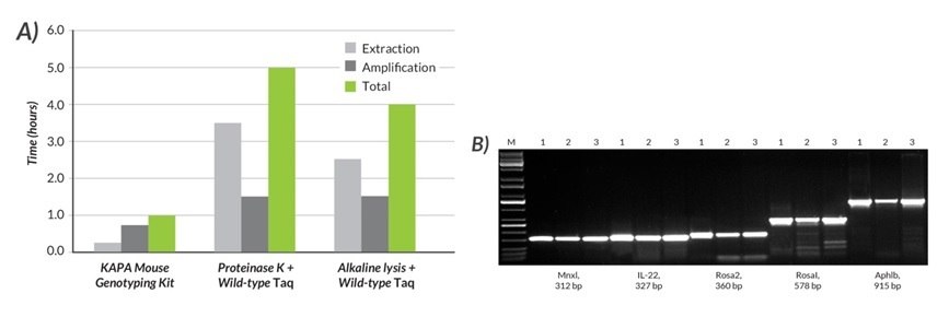 A) The total time required for DNA extraction and amplification was compared using the KAPA Mouse Genotyping Kit, Proteinase K and wild-type Taq, and alkaline lysis and wild-type Taq. B) Results for five amplicons (312 – 915 bp) generated with the KAPA Mouse Genotyping Kit (1) were compared to those obtained with two commonly used methods (2 and 3). With the KAPA Mouse Genotyping Kit, DNA lysates were prepared from mouse tails with the rapid (15 min), single-tube KAPA Express  Extract system. Amplification with the KAPA2G Fast HotStart ReadyMix with dye was completed in 45 min. In contrast, DNA lysates were prepared with a ~3.5-hr Proteinase K protocol (2) or a rapid (~2.5 hr) alkaline lysis method (3). In both cases, amplification was performed with wild-type Taq (1.5 hr cycling protocol). Results obtained with the KAPA Mouse Genotyping Kit were equal or better (more specific) than those obtained with other methods, which (depending on the exact DNA extraction protocol used), may take at least four times as long, or up to 1 day to complete. With the KAPA Mouse Genotyping Kit, DNA lysates were prepared from mouse tails with the rapid (15 min), single-tube KAPA Express  Extract system.